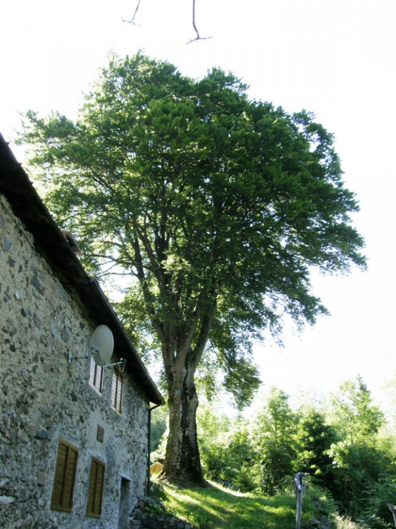 Faggio della Boiana (foto di Giacomo Fanetti)